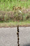 Floating bladderwort